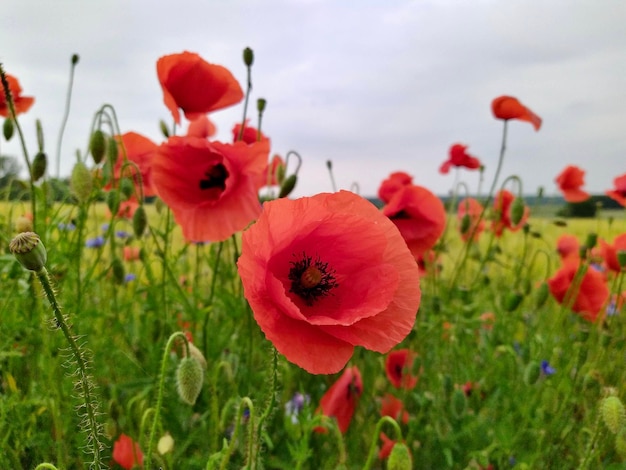 Photo close-up of red poppy flowers growing on field