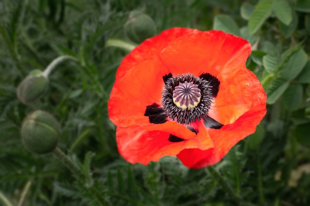 Close-up red poppy flowers in the summer garden with blurred natural surface