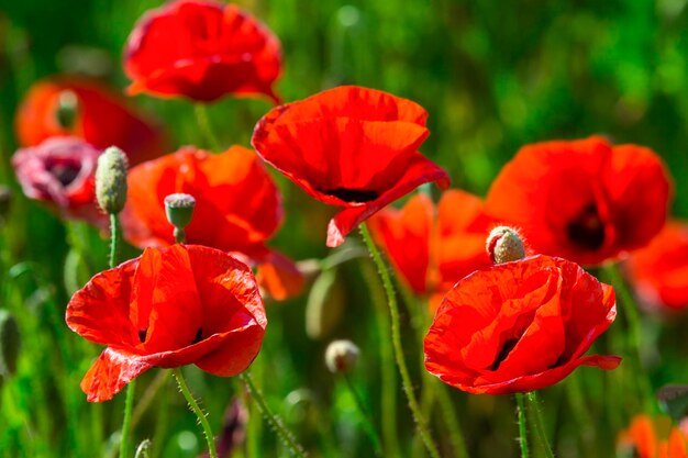 Close-up of red poppy flowers