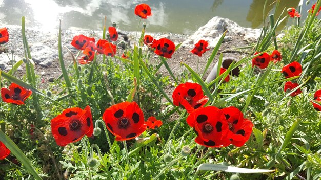 Close-up of red poppy flowers