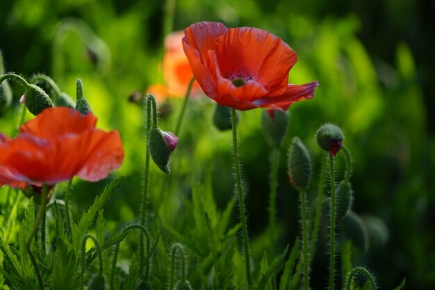 Foto prossimo piano dei fiori di papavero rosso