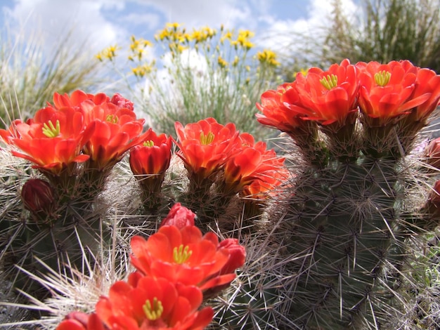 Photo close-up of red poppy flowers