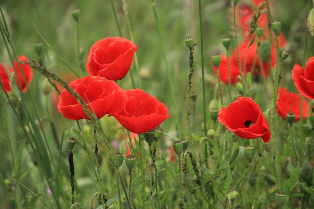 Foto close-up di fiori di papavero rosso