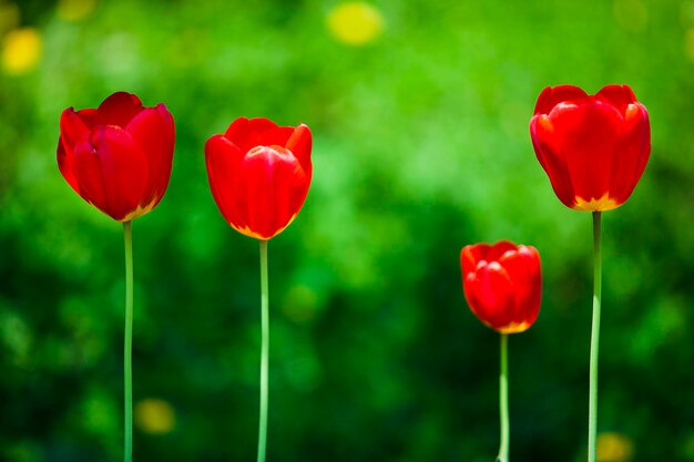 Foto prossimo piano dei fiori di papavero rosso