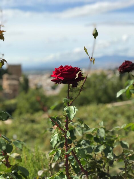 Foto prossimo piano dei fiori di papavero rosso