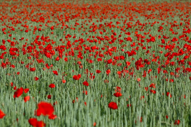 Foto close-up di fiori di papavero rosso