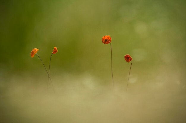 Close-up of red poppy flowers