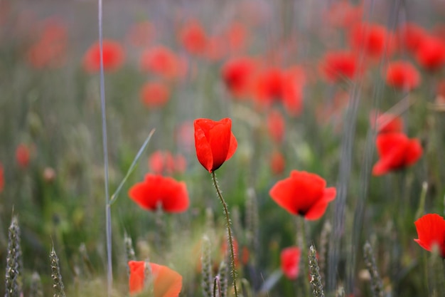 Close-up of red poppy flowers