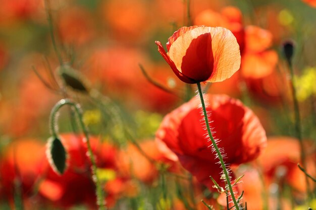 Photo close-up of red poppy on plant