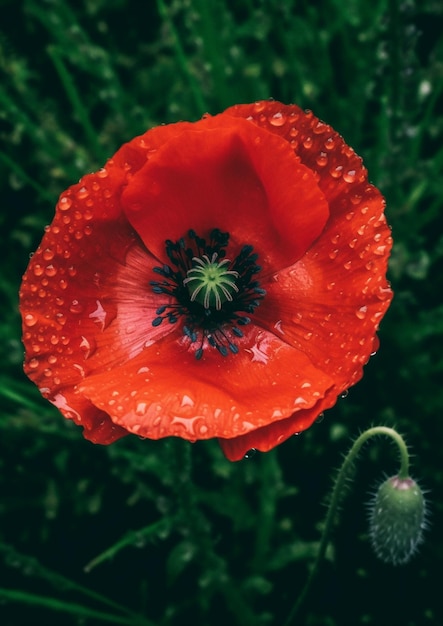 Photo a close up of a red poppy with water droplets on it generative ai