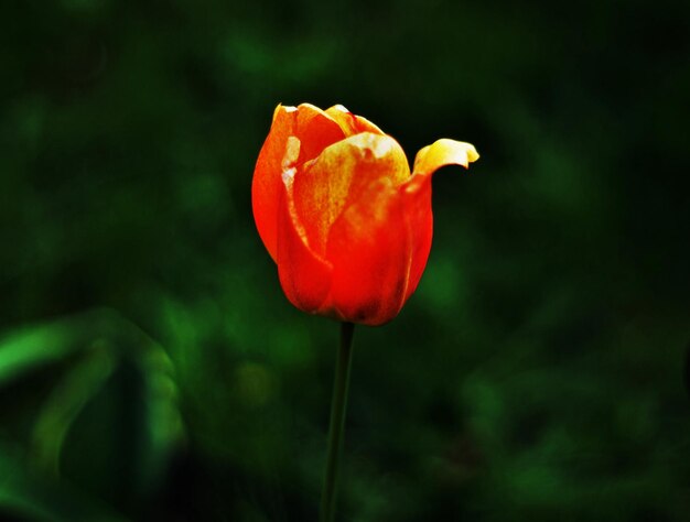 Photo close-up of red poppy