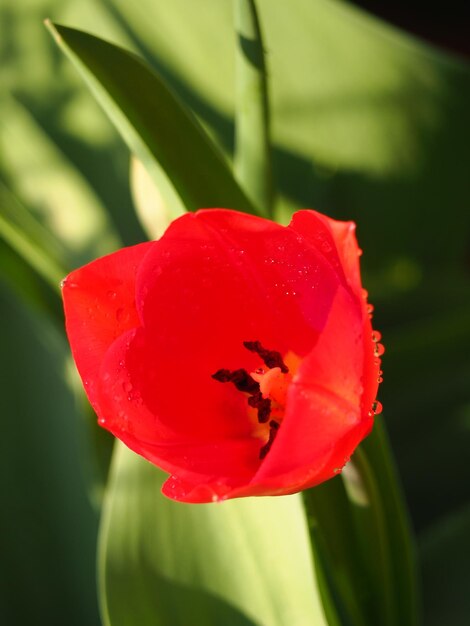 Foto prossimo piano del papavero rosso