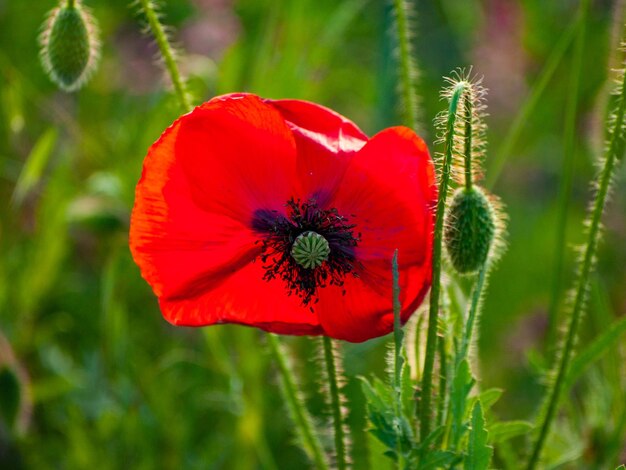 Close-up of red poppy