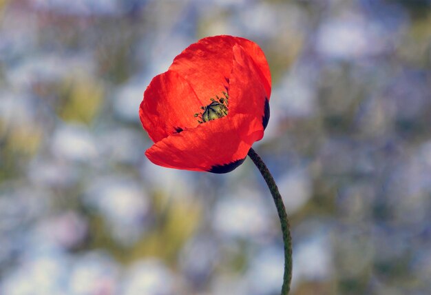 Foto prossimo piano del papavero rosso