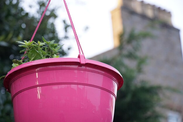 Foto close-up di una pianta rossa in vaso in giardino