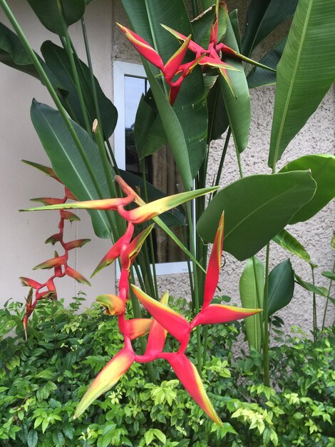 Close-up of red potted plant