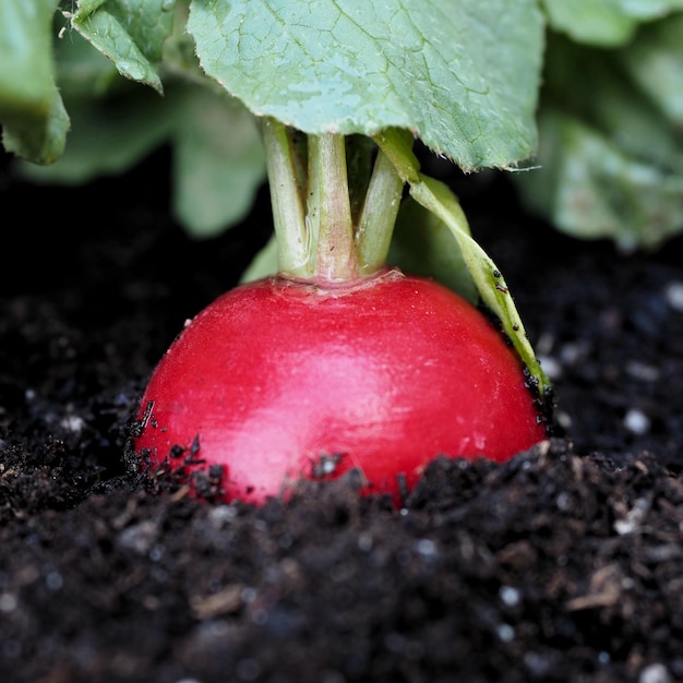 Close up of a Red radish plant growing in the soil