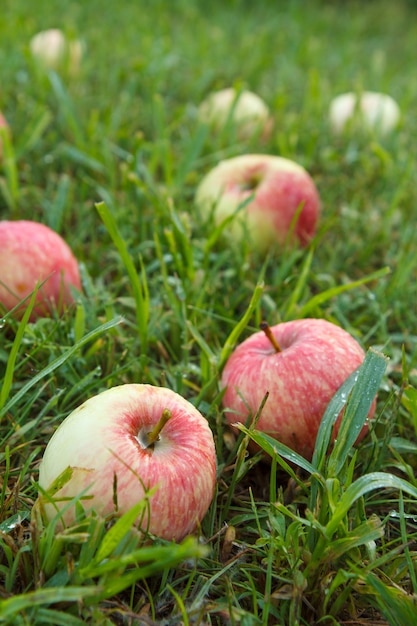 정원에서 푸른 잔디에 붉은 익은 사과의 클로즈업. 여름 과수원에 떨어진 익은 사과. 필드의 얕은 깊이. 사과에 초점을 맞춥니다.