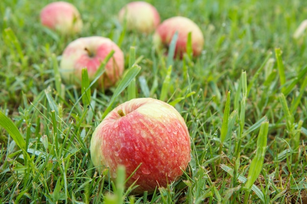 Close-up of red ripe apple on green grass in the garden. Fallen ripe apples in the summer orchard. Shallow depth of field.