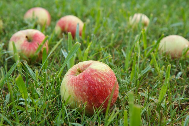 Close-up of red ripe apples on green grass in the garden. Fallen ripe apples in the summer orchard.