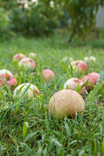 Крупный план красных спелых яблок на зеленой траве в саду.