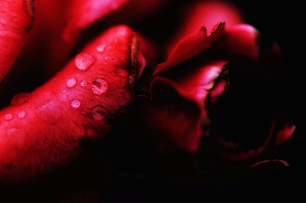 Close-up of red rose against black background