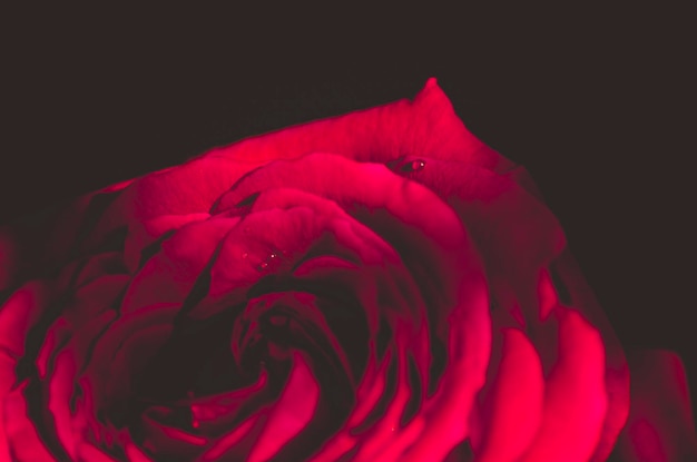 Foto close-up di rosa rossa su sfondo nero