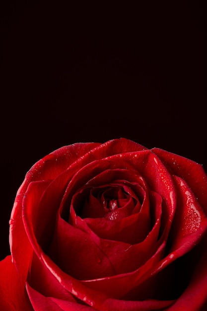 Foto close-up di rosa rossa su sfondo nero