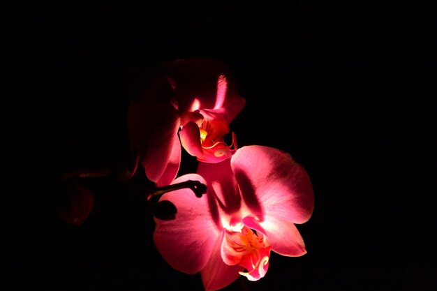 Photo close-up of red rose against black background