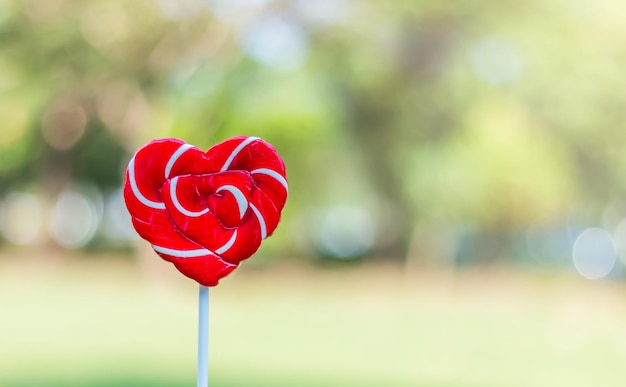 Foto close-up di una rosa rossa sullo sfondo sfocato