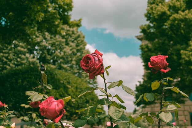 Photo close-up of red rose against plants