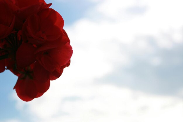 Photo close-up of red rose against sky