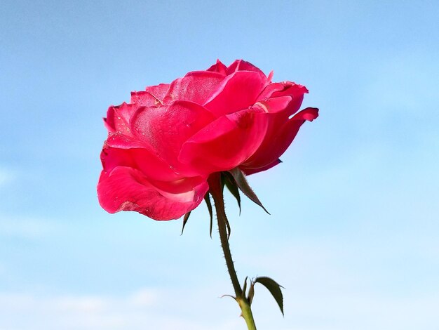 Close-up of red rose against sky