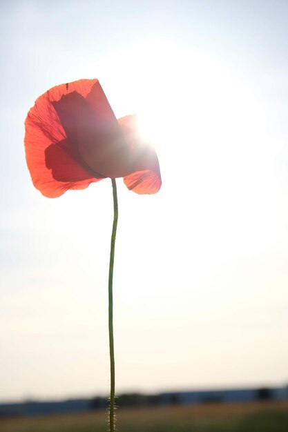 Foto close-up di una rosa rossa contro il cielo