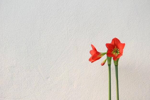 Foto close-up di una rosa rossa contro il muro