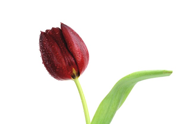 Photo close-up of red rose against white background