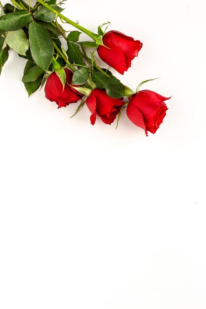 Photo close-up of red rose against white background