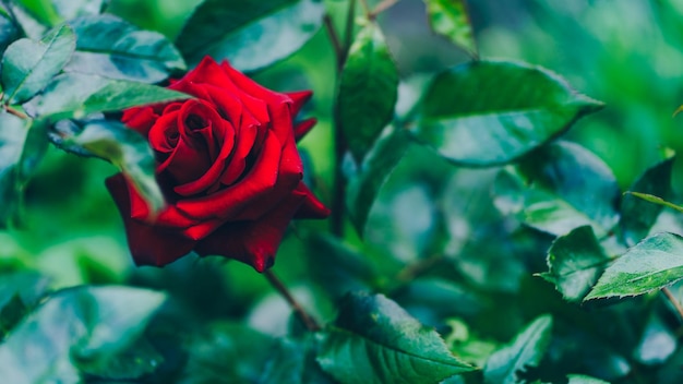 Close up of red rose Beautiful flower with green leaves Concept of nature background