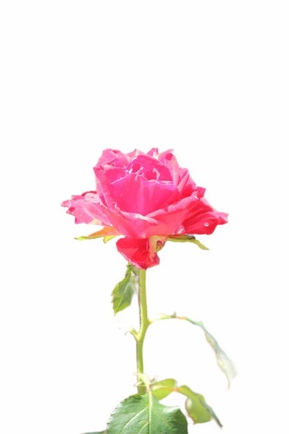 close up of a red rose in bloom against a white background