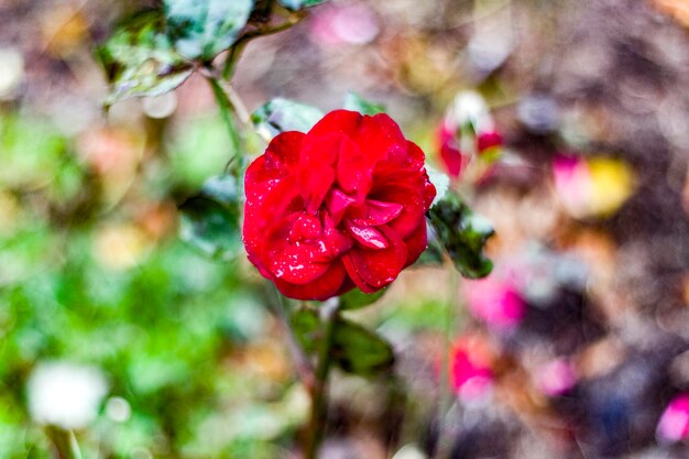 Close-up of red rose blooming in garden