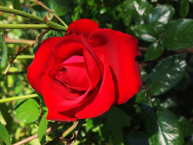 Close-up of red rose blooming outdoors