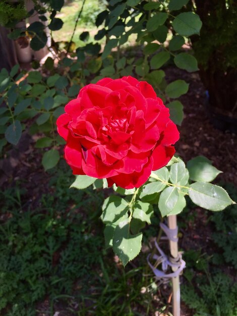 Close-up of red rose blooming outdoors