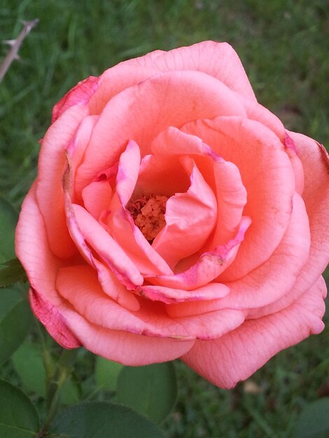 Foto close-up di una rosa rossa in fiore all'aperto