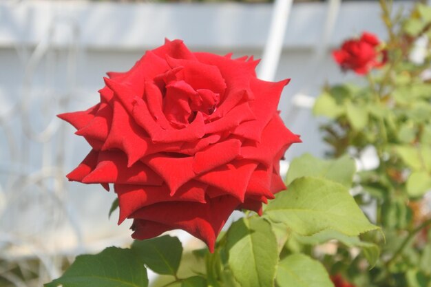 Close-up of red rose blooming outdoors