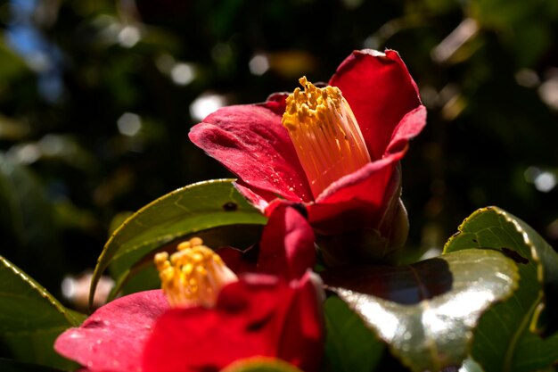 Photo close-up of red rose blooming outdoors