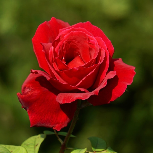 Foto close-up di una rosa rossa in fiore all'aperto