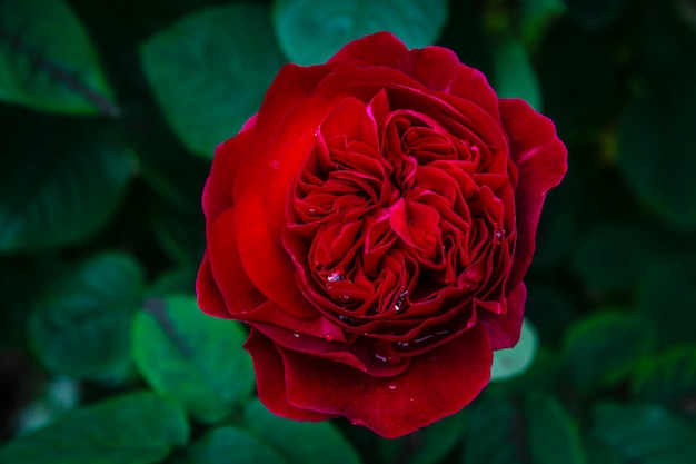 Foto close-up di una rosa rossa in fiore all'aperto