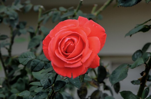 Photo close-up of red rose blooming outdoors