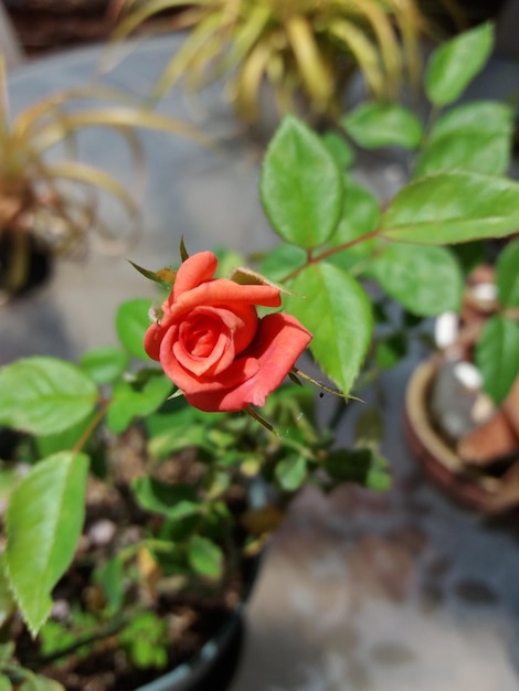 Photo close-up of red rose blooming outdoors