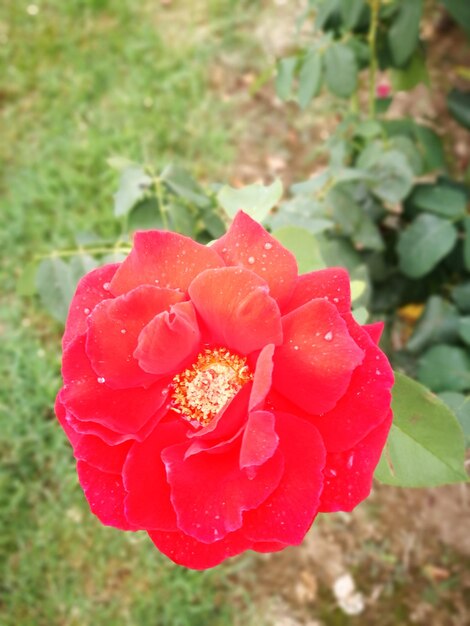 Close-up of red rose blooming outdoors